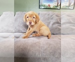 Small Photo #1 Labrador Retriever Puppy For Sale in NEENAH, WI, USA