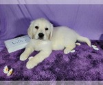 Small Photo #61 English Cream Golden Retriever Puppy For Sale in PEYTON, CO, USA