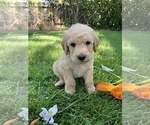 Small Photo #24 Labradoodle Puppy For Sale in DURHAM, CA, USA