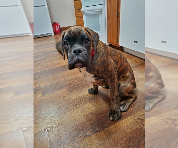 Medium Photo #2 Boxer Puppy For Sale in NEW ULM, MN, USA