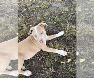 American French Bull Terrier Puppy for sale in HAMPTON, VA, USA