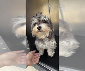 Maltese-Unknown Mix Dogs for adoption in San Antonio, TX, USA