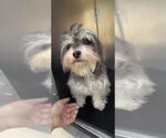 Small Maltese Mix
