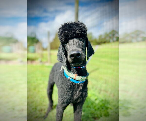 Medium Photo #1 Poodle (Standard) Puppy For Sale in Pacolet, SC, USA