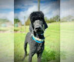 Small Poodle (Standard)