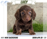 Puppy Lucy Dachshund
