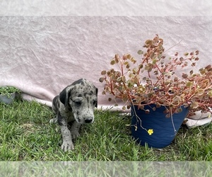Great Dane Puppy for sale in TWIN FALLS, ID, USA