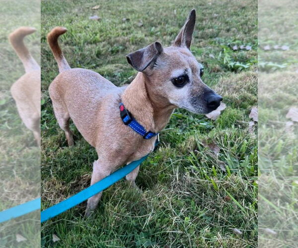 Medium Photo #3 Chihuahua-Unknown Mix Puppy For Sale in Muskegon, MI, USA