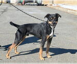 Small #4 Rottweiler Mix