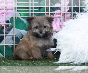 Pom-A-Poo Puppy for sale in MARIETTA, GA, USA