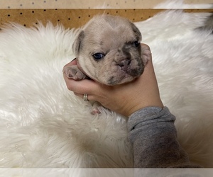 French Bulldog Puppy for sale in PUYALLUP, WA, USA
