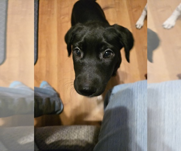 Medium Photo #2 Aussiedor Puppy For Sale in Overland Park, KS, USA