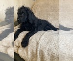 Small Photo #3 Labradoodle Puppy For Sale in EAST FREETOWN, MA, USA