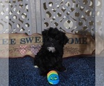 Small #2 YorkiePoo