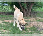Small #20 Anatolian Shepherd-Rhodesian Ridgeback Mix
