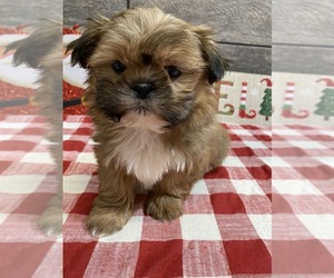 Shih Tzu Puppy for sale in RICHMOND, IL, USA