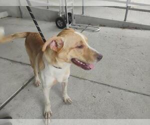 Shepradors Dogs for adoption in Texas City, TX, USA