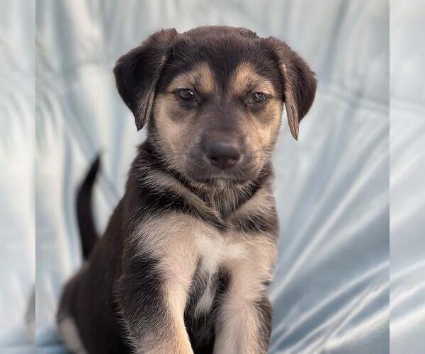 Medium Photo #2 Mutt Puppy For Sale in San Diego, CA, USA