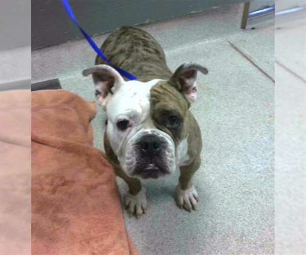 Medium Photo #1 Bulldog-Unknown Mix Puppy For Sale in Tallahassee, FL, USA