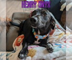 Small #1 Dachshund Mix