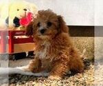 Small #2 Cavapoo