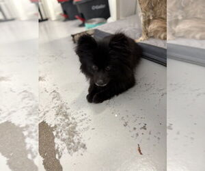 Pomeranian Dogs for adoption in Studio City, CA, USA