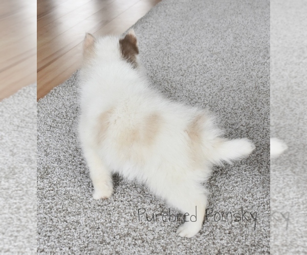 Medium Photo #4 Pomsky Puppy For Sale in KANSAS CITY, MO, USA