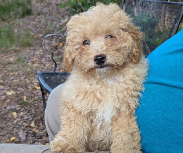 Medium Photo #1 Silkypoo Puppy For Sale in STAR, NC, USA