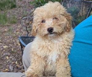 Silkypoo Puppy for Sale in STAR, North Carolina USA