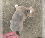 Small Photo #7 Olde English Bulldogge Puppy For Sale in NUNNELLY, TN, USA