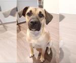 Small #2 German Shepherd Dog Mix