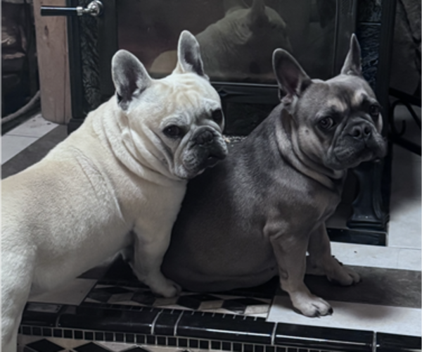 Medium Photo #1 French Bulldog Puppy For Sale in AFTON, WY, USA