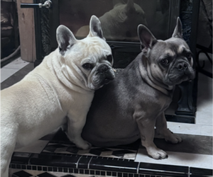 Mother of the French Bulldog puppies born on 04/23/2026