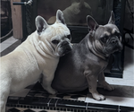 Small Photo #1 French Bulldog Puppy For Sale in AFTON, WY, USA