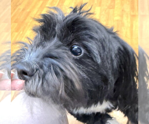 Medium Photo #3 Shih Tzu-Unknown Mix Puppy For Sale in Mount Airy, NC, USA