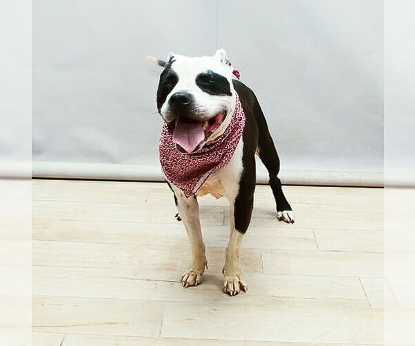Medium Photo #2 American Staffordshire Terrier Puppy For Sale in Sanford, FL, USA