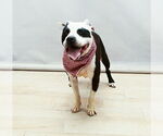 Small #1 American Staffordshire Terrier