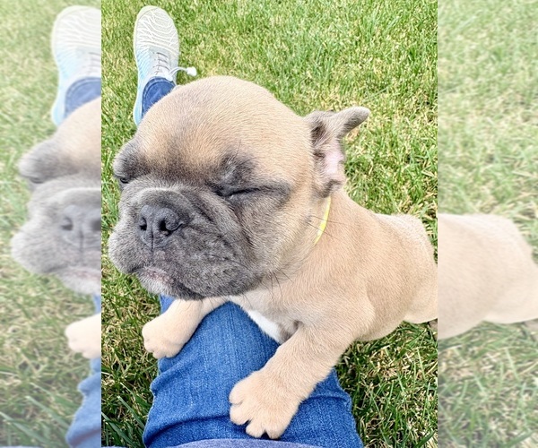 Medium Photo #5 French Bulldog Puppy For Sale in CANYON, TX, USA