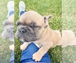 Small Photo #5 French Bulldog Puppy For Sale in CANYON, TX, USA