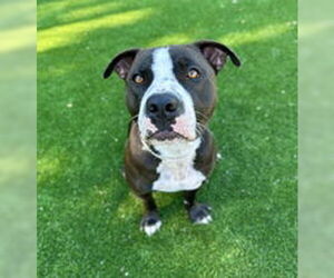 Staffordshire Bull Terrier Dogs for adoption in Salinas, CA, USA