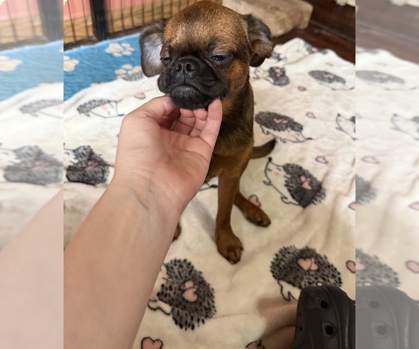 Medium Photo #5 Brussels Griffon Puppy For Sale in BLOOMINGTON, IL, USA