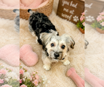 Small #2 Mutt