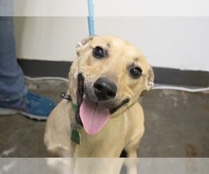 Black Mouth Cur-Unknown Mix Dogs for adoption in Mountain Home, AR, USA