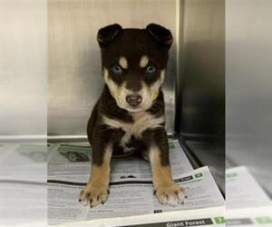 Siberian Husky-Unknown Mix Dogs for adoption in Visalia, CA, USA