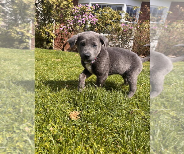 Medium Photo #4 German Shepherd Dog-Unknown Mix Puppy For Sale in Brewster, NY, USA