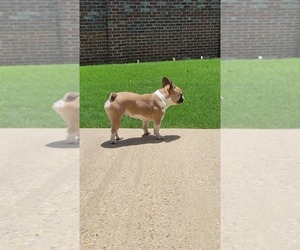 Mother of the French Bulldog puppies born on 10/16/2025