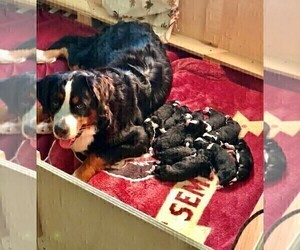 Mother of the Bernedoodle puppies born on 11/27/2021