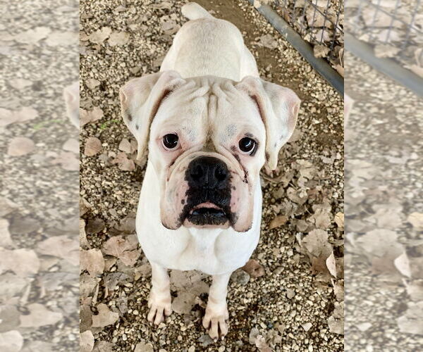 Medium Photo #2 Boxer Puppy For Sale in Austin, TX, USA