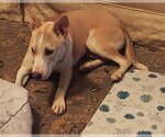 Small Photo #3 Labrador Retriever-Unknown Mix Puppy For Sale in Doylestown, PA, USA