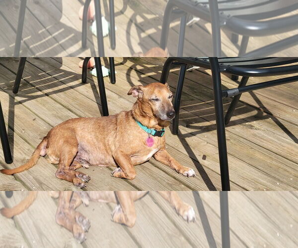 Medium Photo #4 Chiweenie Puppy For Sale in Rural Hall, NC, USA